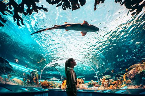 Ripleys Aquarium In Toronto Is Shining A Light On Ocean Conservation