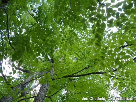 1 to 3 feet long, with 40 or more leaflets. Kentucky Coffeetree: Tree of the Week | BYGL