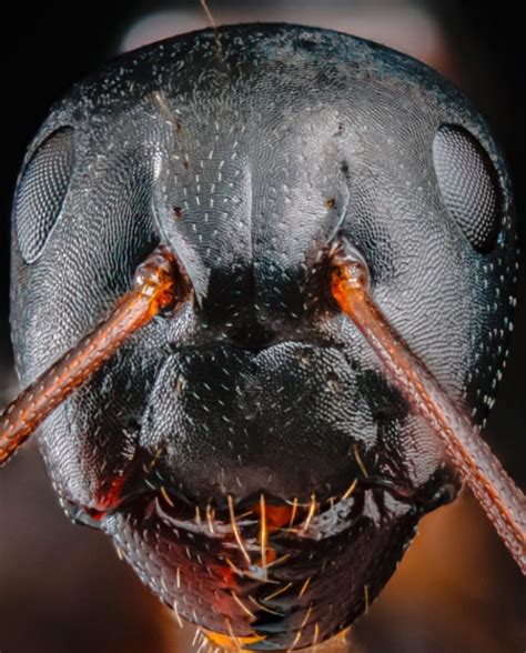 Extremely Detailed Image Of An Ants Face Goes Viral Fueling Nightmares