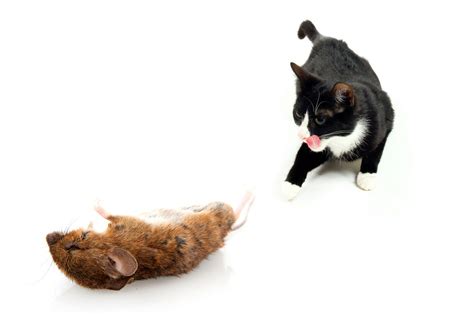 Why A Cat Is Not The Best Mouse Trap Meet Your Mousemeet Your Mouse