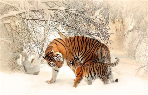 Home >> 50+ international tiger day pictures and wishes. National Tiger Day | Tiger poster, Animals wild, Animals ...
