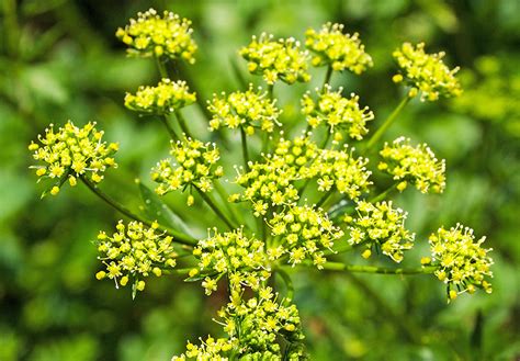 Scores And Outdoors Be Cautious Of The Wild Parsnip The Town Line