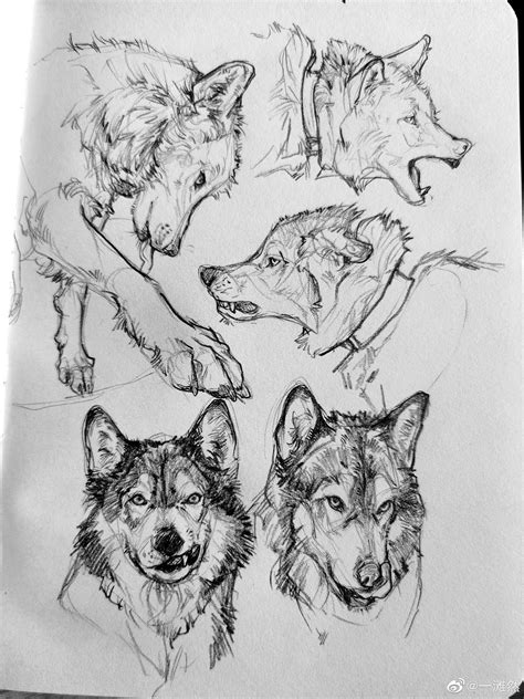 Wolf Art Drawing, Canine Drawing, Canine Art, Animal Sketches, Animal