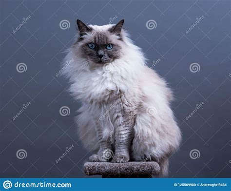 He is the chillest cat i have ever met, and. Blue Point Ragdoll Cat stock photo. Image of ragdoll ...