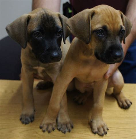 The black mouth cur is a relentless and powerful hunter but is also kind and protective with family. Sheriff's office investigating theft of six puppies ...
