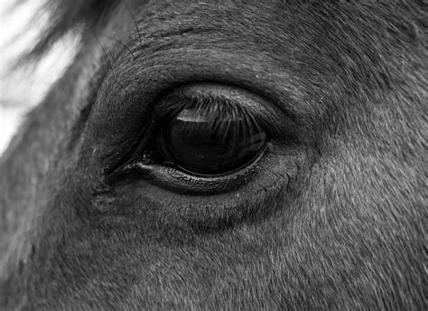 Horse Vision A Breakdown Of How Horses See The World