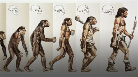 Human Evolution Archives Science In The News