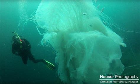 Majestic This Remarkable Video Of The White Jellyfish Was Taken About
