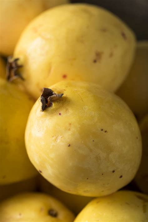 Raw Organic Yellow Guava Fruit Stock Image Image Of Healthy Edible