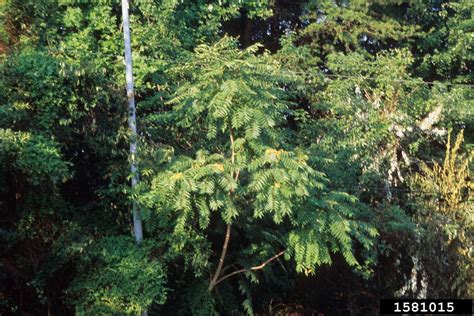 Tree Of Heaven Ailanthus Altissima Sapindales Simaroubaceae 1581015