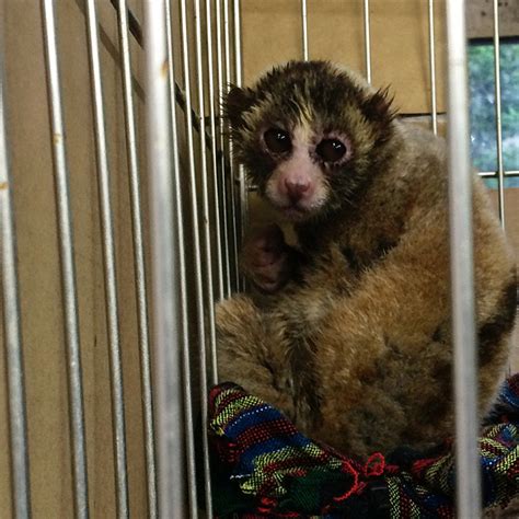 How Slow Lorises Are Treated In Japan Little Fireface Project