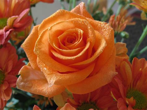 Orange Rosesrose Flower Pictures 242 Worlds Beauty