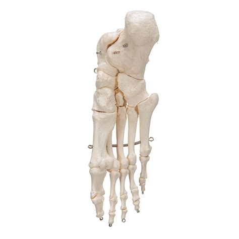 Human Foot Skeleton Wire Mounted 3b Smart Anatomy 1019355 3b
