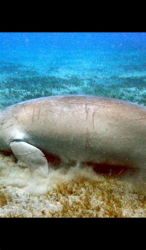 Dugong Wallpaper Hd Wallpapers Of Dugongs Uk Apps And Games