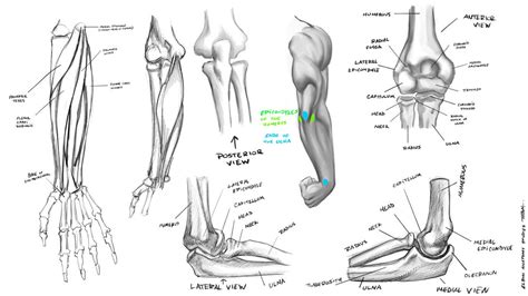 Elbow Anatomy Studies By Robertmarzullo On Deviantart