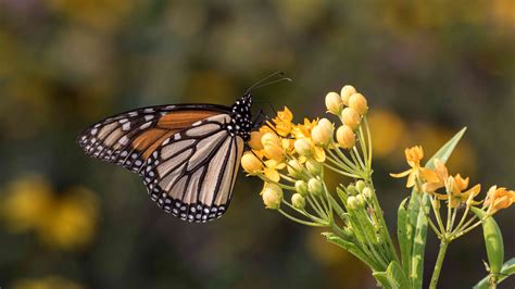 12 Perennial Plants That Butterflies Love