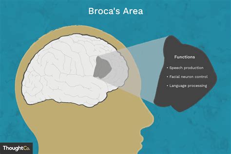 Brocas Area In The Cerebral Cortex