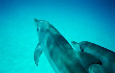Queenscliff Swim With Dolphins And Seals Snorkeling Tour Getyourguide