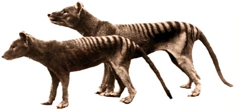 Tasmanian Tiger May Have Been Caught on Video | Mysterious Universe