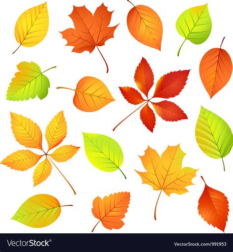 Autumn Leaves Royalty Free Vector Image Vectorstock