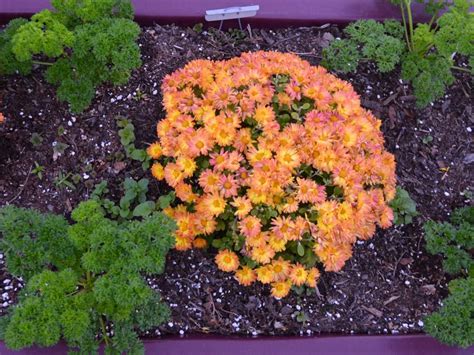 Flowers are plants that appear in the animal crossing series. Types of Mums | HGTV