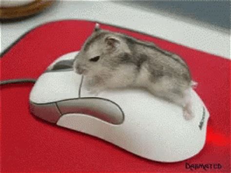 Top Computer Mouse Animated Gif Lestwinsonline Com