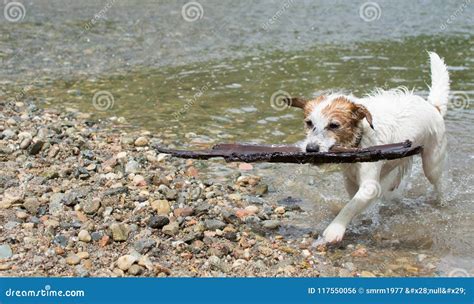 Little Jack Russell Dog Carryig A Big Stick At River Shore Stock Photo