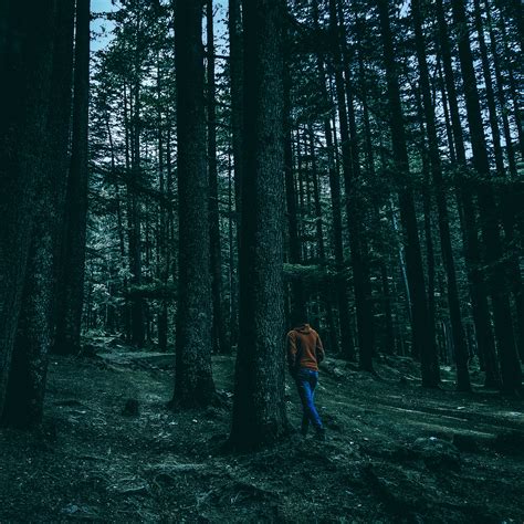 Free Stock Photo Of Background Forest Moody