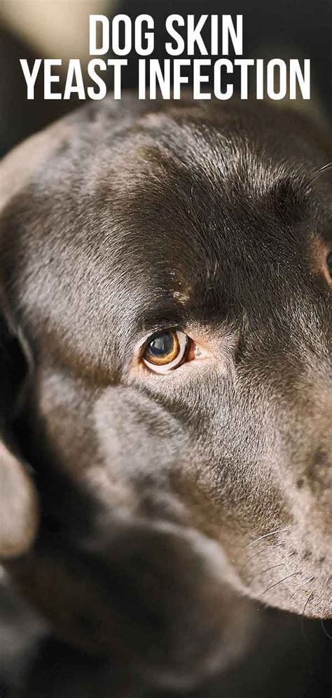 Signs Of Fungal Skin Infection In Dogs