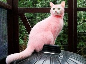 Tube style dispensing makes the hair dye process easy and more fun! Would it be wrong to dye my cats fur? - Quora