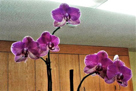 Purple Orchids Smithsonian Photo Contest Smithsonian Magazine