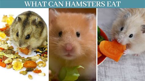 While bananas are not known to harm hamsters, they should be served with other fruits, for a healthy and wholesome diet. Best 10 Ways, What can hamsters eat - Zoological World