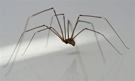 Hairy Scary And Lethal How Dangerous Are Britains Household Spiders