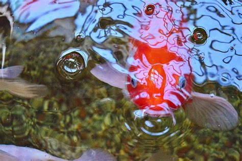 Koi Fish Pond Free Photo On Pixabay