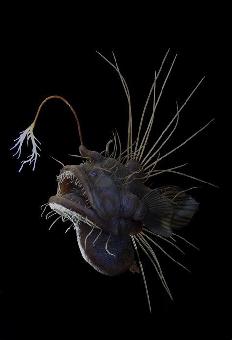Pin By Aswad Walker On Caulophryne Pelagica Deep Sea Creatures Deep