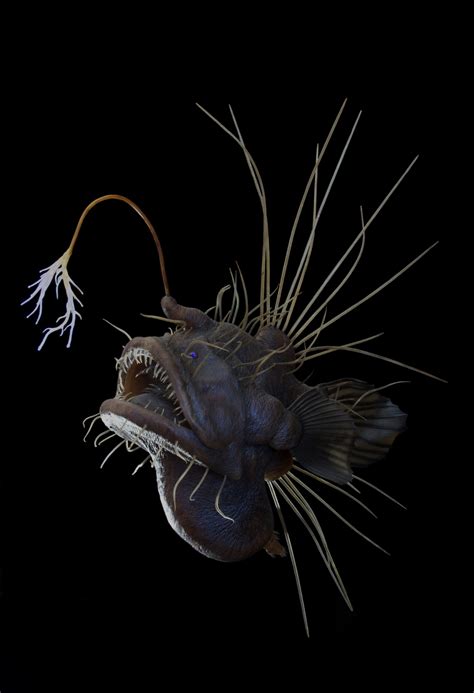 Pin by Aswad Walker on caulophryne-pelagica | Deep sea creatures, Deep