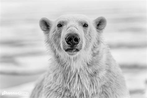 Polar Bear Portrait North Of Svalbard Bw Zoology For Kids