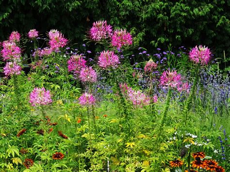 Cleome Cleome Hassleriana Or Spider Flowers Are Very Ornamental And
