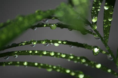 Online Crop Macro Photography Of Green Plant With Dew Drops Hd