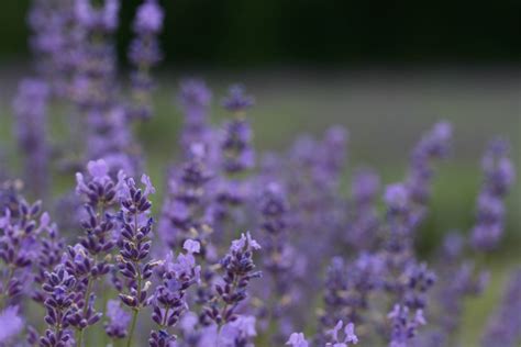 Free Images Flower Flowering Plant English Lavender Purple Lilac