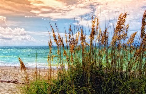 Beach Grass Ii Photograph By Gina Cormier Fine Art America