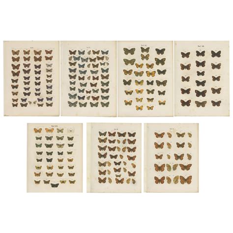 Set Of 4 Antique Prints Of Various Butterflies And Moths By Ramann
