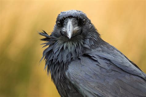 Raven Featured Birds Common Ravens Get The Latest Baltimore Ravens