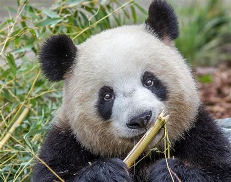 Pandabären In Europa In Diesen Zoos Kann Man Die Bären Beobachten