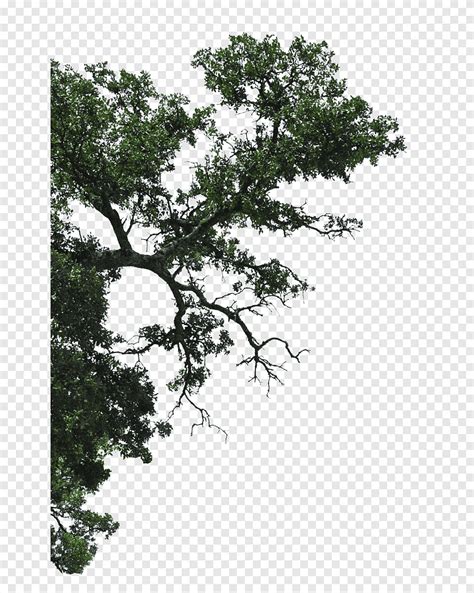 Half Of The Linden Tree Branches Half Of Side Png Pngegg
