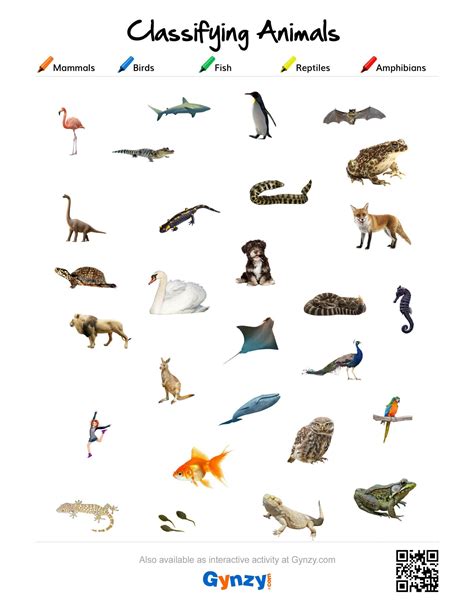 Mammals Birds Reptiles Amphibians And Fish Worksheet Kidsworksheetfun
