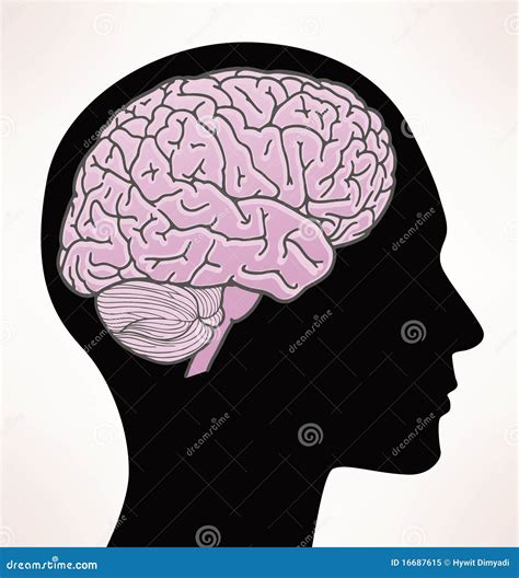 Ilustração Do Cérebro Humano Ilustração Do Vetor Ilustração De Renda