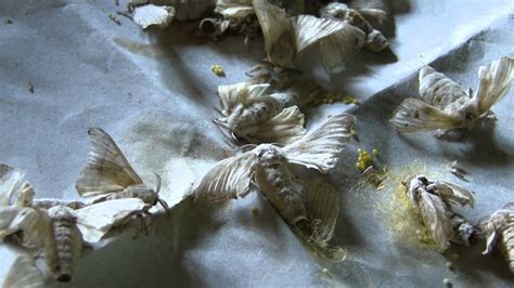 The harmony silk factory tash aw. Silk worm factory Chiang Mai - YouTube