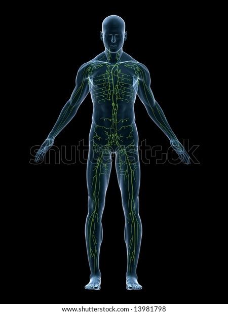 Lymphatic System Stock Illustration 13981798