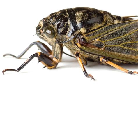 Die zikaden (von lateinisch cicada; Reisemangel: Wann es Schadenersatz für Insekten gibt - WELT